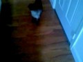 Каждый день я помогаю своему коту почесать ухо
