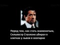 Интересные факты о Сталлоне