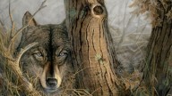 Those Eyes Wolf-2