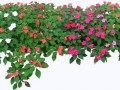 _кусты_DoV (4)