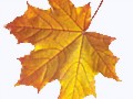 0_ca91f_7ce6705b_S_yapfiles.ru