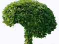 purepng.com-brokoli-bushgrassbushplantnaturegreen-541521125072oeywf-min