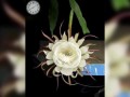 Королева ночи\Epiphyllum