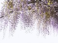 pngwing.com (57)