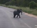 Baby Elephant Calf vs Birds - Latest Wildlife Sightings