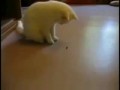 Трусливый кот