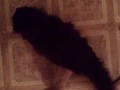cat vs legs
