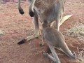 Baby Kangaroo Hops Outside of Mama's Pouch