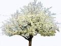 _vishnya_4_yapfiles.ru