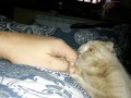 Кот-притворщик, не желающий идти гулять, покорил Youtube. Новинка 2015