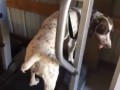 Собаки на беговых дорожках