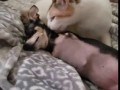 Кошка ухаживает за своим другом