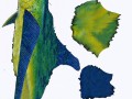 Dolphin color