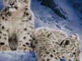 png-transparent-cheetah-leopard-towel-cat-carnivora-beach-towel-beach-mammal-cat-like-mammal-thumbna