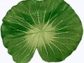 wasserlilien blatt