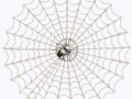 PNG-WEB-&-SPIDER-min