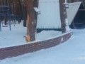 Упоротый пацан увидел белку