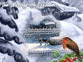 Magic  Winter