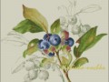 кустик1