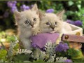 милые котята