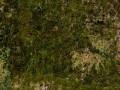 green-moss-texture-in-nature-green-moss-on-stone-background_62846-25