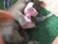 мое