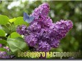 Весеннего настроения!