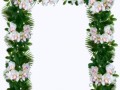 _orhidei2_yapfiles.ru