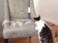 when_pets_play_14