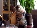 Cat Gourmet Кошка-гурман
