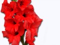 0_c83ac_99a03822_orig