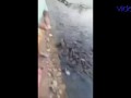 Жесть Голодные сомы лезут на берег Прикол с сомами Такого я ещё не видел