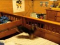  Dog Jump