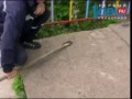 Кот защитил семью от гадюки