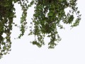 Ivy0062_6_L (2) (1)