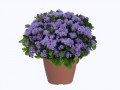 Ageratum-Aguilera-Violet