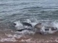 Bull Shark claims a Crocodile