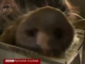 СВИНОЧЕЛОВЕКА создают Японские ученые