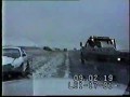 Везучая собака