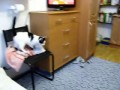 Кошка из матрицы.avi