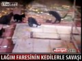 Крыса и 5 котов