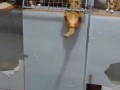 hes after the food