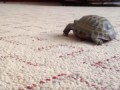 Кот атакует черепаху / Cat attacks a turtle