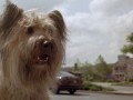 bestdog