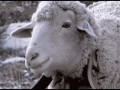 Sheep_eating