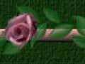 _12_3_arnusha