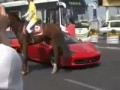 Эта лошадь  не любит Ferrari .