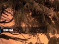 Самые преданные собаки в мире! Собаки верные друзья Топ самых преданных животные, существа, породы