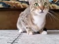 Кот смотрит фильм ужасов