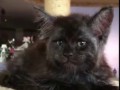 котэ